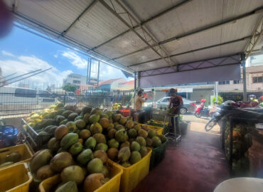 Coconut 香椰